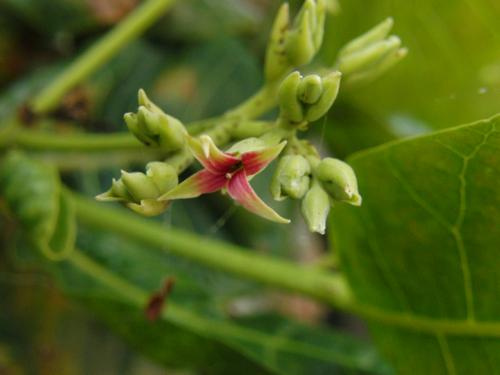 カシューナッツの花 ハワイ島の空の下