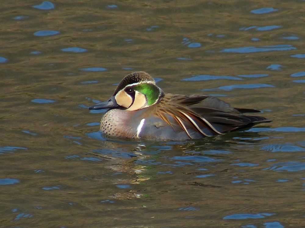 トモエガモ（Ｂａｉｋａｌ　ｔｅａｌ）の隈取り顔は見モノだね♪_a0031821_1821738.jpg