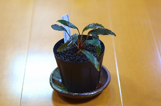 Homalomena sp. 'Sulawesi' Red, LA : A.P.A
