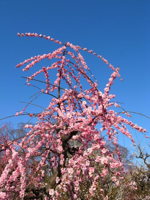 やった~!最優秀賞!_f0209122_1146550.jpg