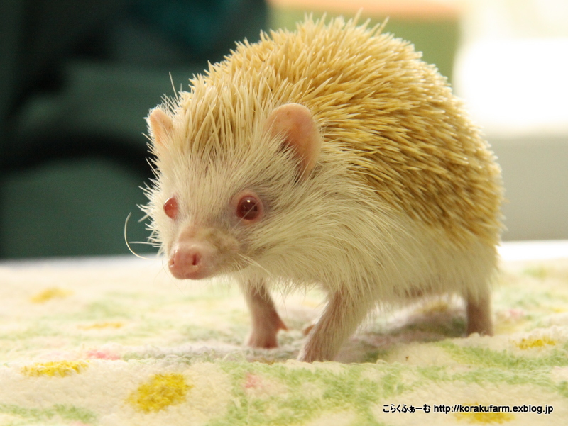 ハリネズミのハリーくん こらくふぁーむ ハリネズミのハリーくん こらくふぁーむ