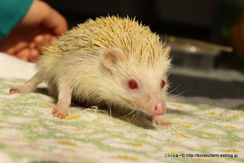 ハリネズミのハリーくん こらくふぁーむ ハリネズミのハリーくん こらくふぁーむ