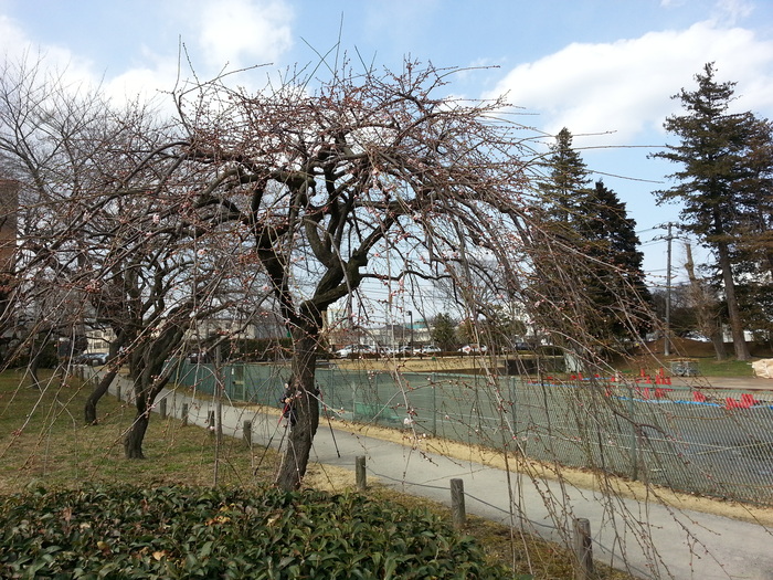 今日は茨城県立図書館・弘道館周辺、そして大塚池を歩きました。_b0211028_17503911.jpg