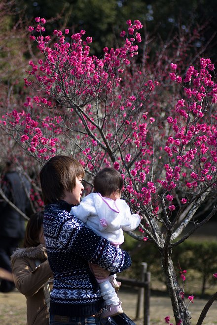 2013年3月5日　梅に宿る弥生の光_b0134829_21211035.jpg