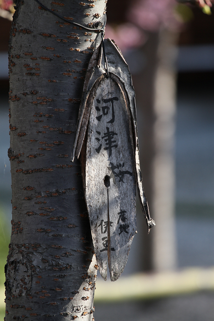 東寺（前編）_b0169330_19332325.jpg