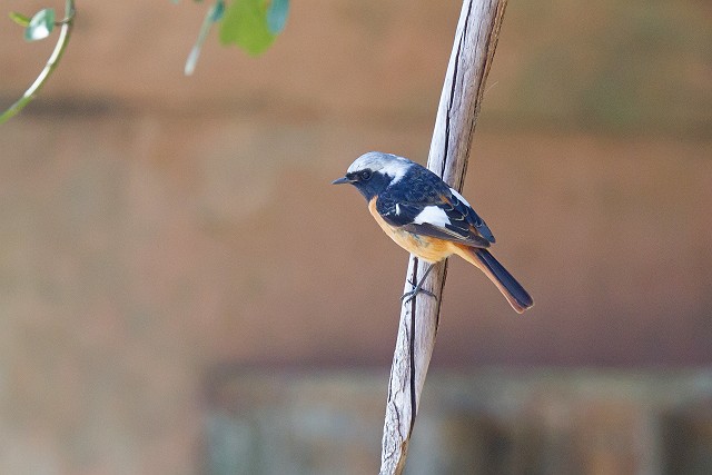 3/2　ウグイスの初鳴き、ツバメの渡来_a0080832_2137646.jpg