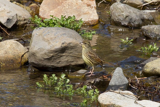 3/2　ウグイスの初鳴き、ツバメの渡来_a0080832_2142327.jpg