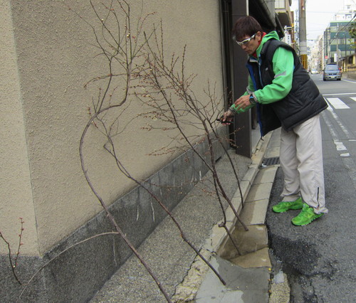 京都要庵歳時記　『平成２５年３月　弥生の玄関室礼』　海棠桜・白梅・雪ヤナギ　2_d0033734_1710517.jpg