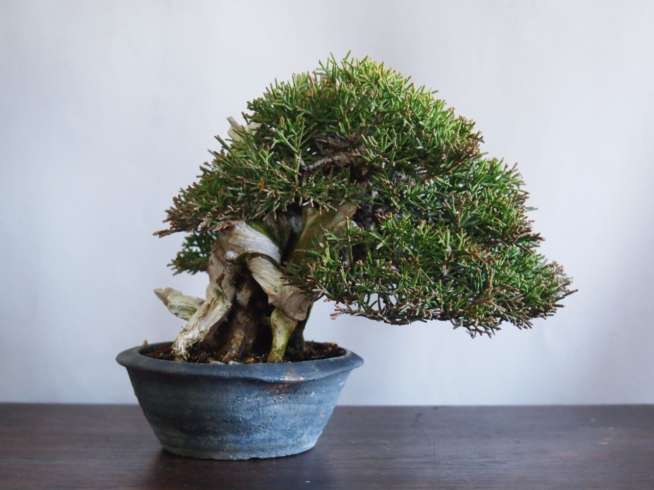 小品真柏 雨宮園 盆栽 山野草 陶芸 趣味が仕事でも 小品真柏 雨宮園 盆栽 山野草 陶芸 趣味が仕事でも
