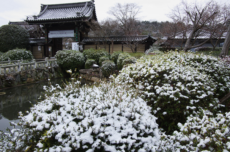 妙満寺・雪の庭の雪景色_f0155048_1312251.jpg