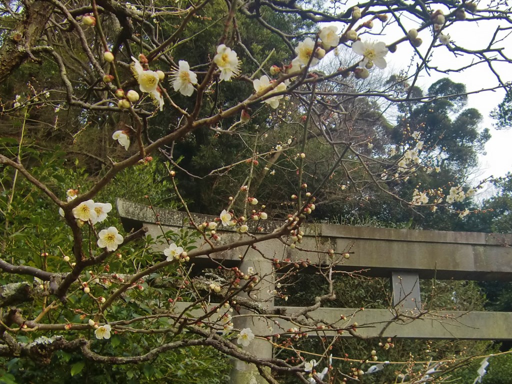 荏柄天神社。。。神奈川県鎌倉市_f0184669_12363273.jpg