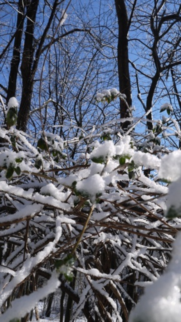 雪のお散歩_a0278382_7182898.jpg