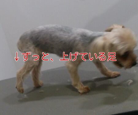 b0237894_14405616.png