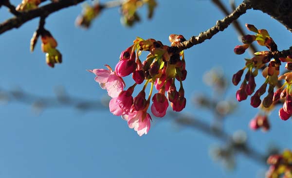 今日の河津桜_d0256494_13493428.jpg