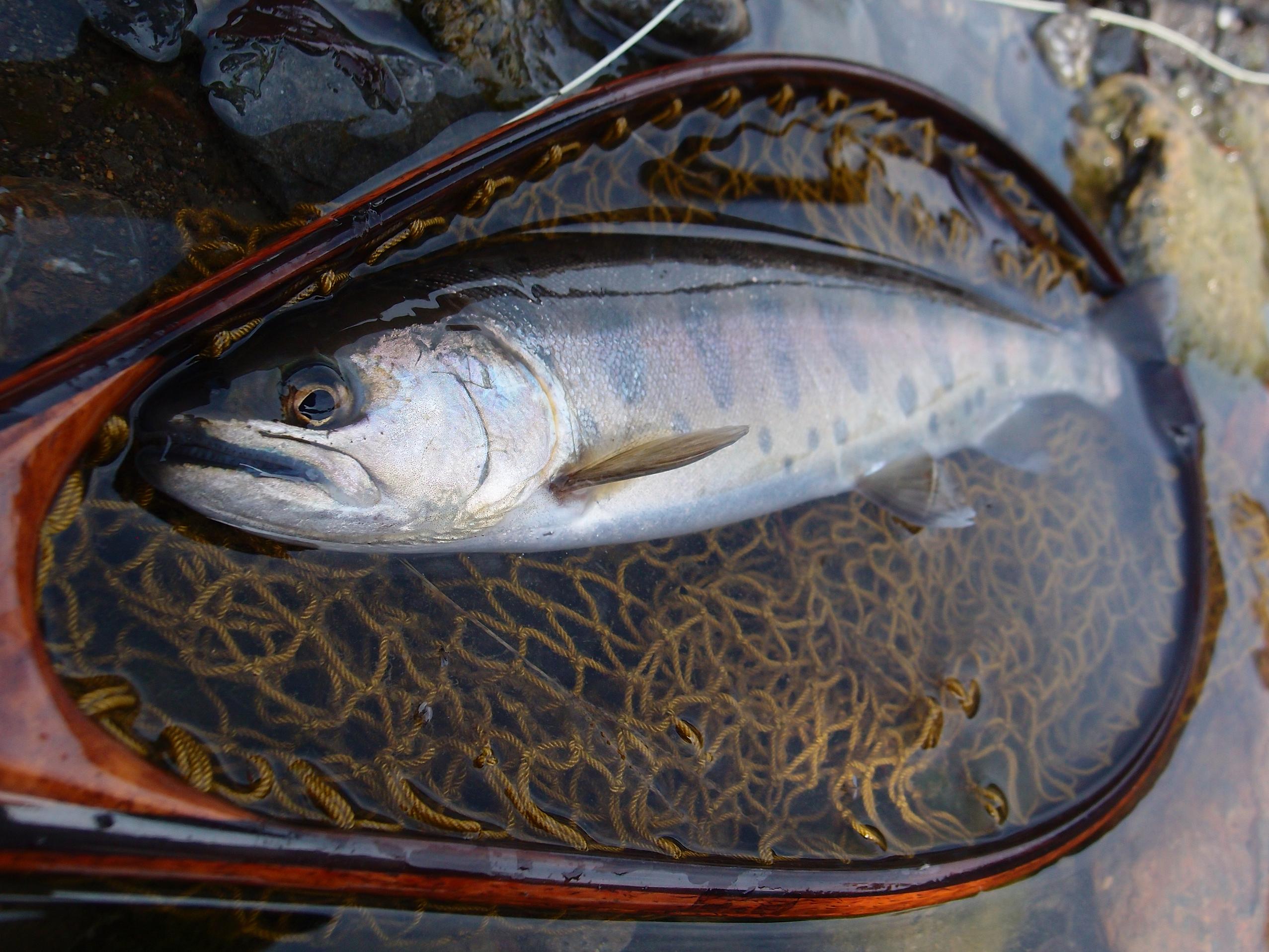 2013 群馬解禁釣行!_d0126708_20352854.jpg