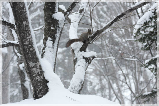 弥生の森の、雪深し_e0235910_1222156.jpg