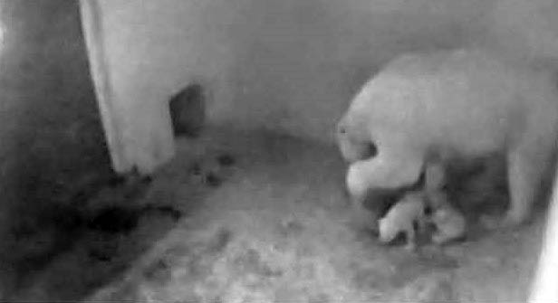 チェコ・ブルノ動物園で双子の赤ちゃんの名前をインターネットで公募中_a0151913_333890.jpg