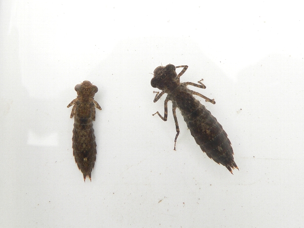 e0002314_22473747.jpg