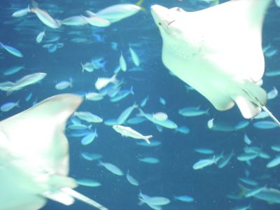 久々水族館♪_f0015614_21194444.jpg