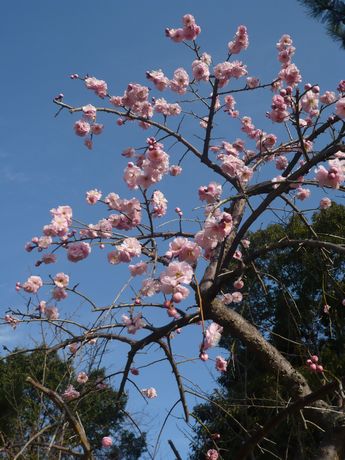 ３月３日　晴れのちくもり　日曜日_a0033722_18295647.jpg