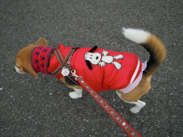 c0166622_2055669.jpg