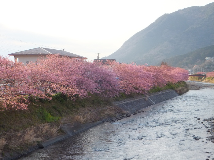 花咲爺・・河津桜へ_c0211226_15223955.jpg