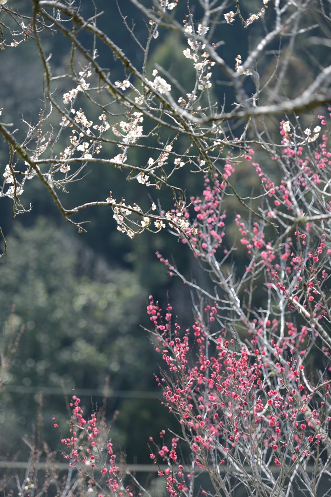 吉野梅園_e0274642_20502224.jpg