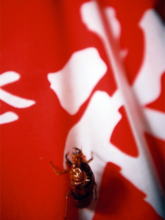 【待受1万点:収録作品】 LOMO LC-Aで撮影した写真_c0060143_0531818.png