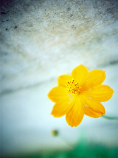【待受1万点:収録作品】 LOMO LC-Aで撮影した写真_c0060143_0544136.png