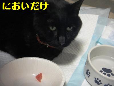 TPP交渉?いいえ我が家はPPP_e0195743_204553100.jpg