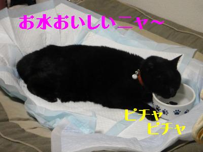 TPP交渉?いいえ我が家はPPP_e0195743_20462220.jpg