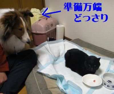 TPP交渉?いいえ我が家はPPP_e0195743_20464461.jpg