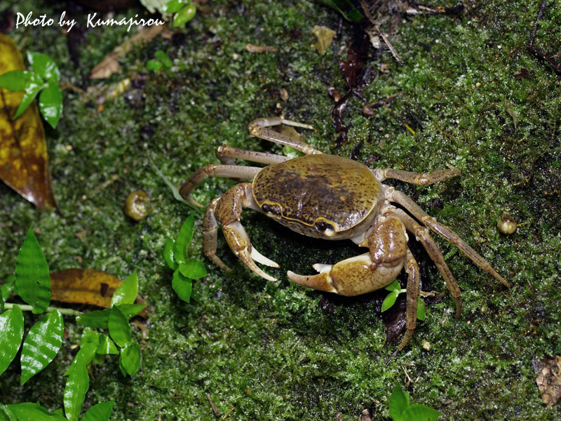 沖縄本島のサワガニたち くま次郎の やんばる日記