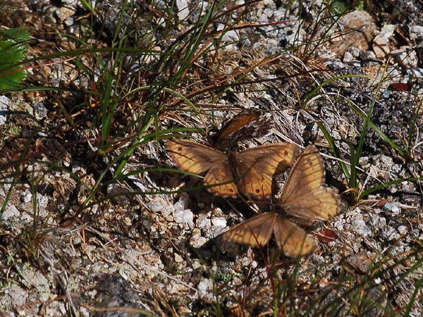 c0045352_19171740.jpg