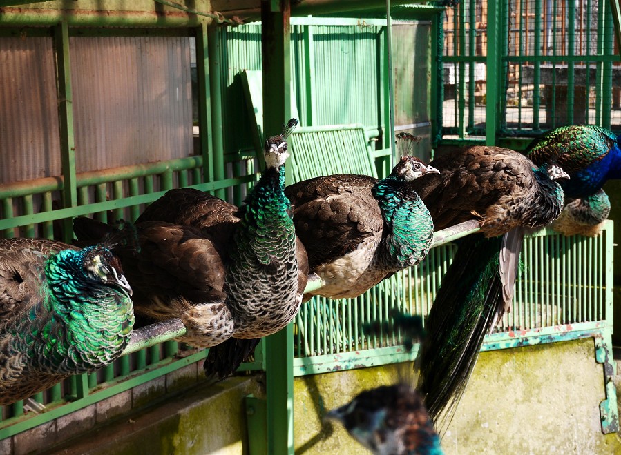 　　和歌山公園動物園_b0093754_21252396.jpg