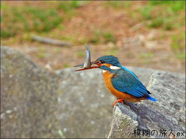 カワセミの食事風景 前編 お魚を食す 冬のカワセミ 7 模糊の旅人 カワセミの食事風景 前編 お魚を食す 冬のカワセミ 7 模糊の旅人