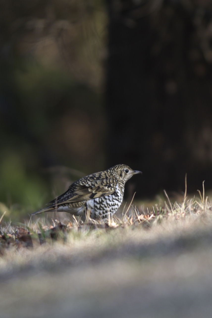 トラツグミ　NIKON1 V1_f0167258_2140852.jpg