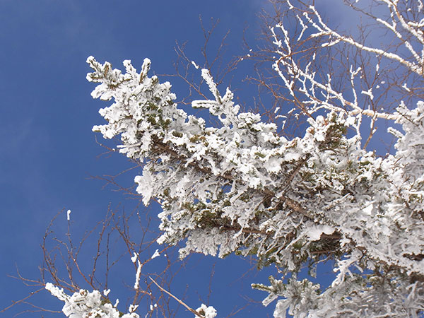 仁頃山　【管理道　2013-9.5回目】_f0054366_18584423.jpg