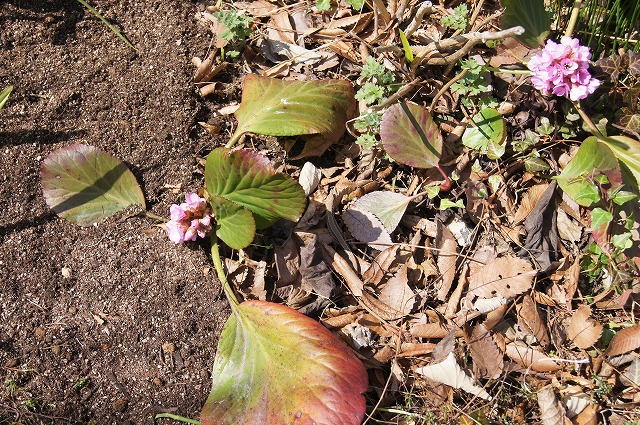 e0181373_20162292.jpg