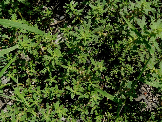 d0019074_8182275.jpg