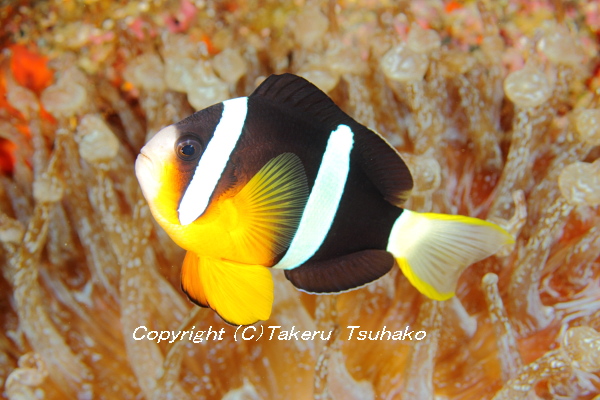宅配便配送 スズメダイ科 クマノミ オスメス各１匹 10 12cm Clarkii Amphiprion 沖縄産 ペア 観賞魚生体