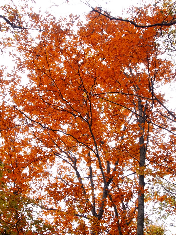 晩秋の雲取山へ　（16）　　下山～紅葉の中を Ⅱ_e0195587_19344399.jpg