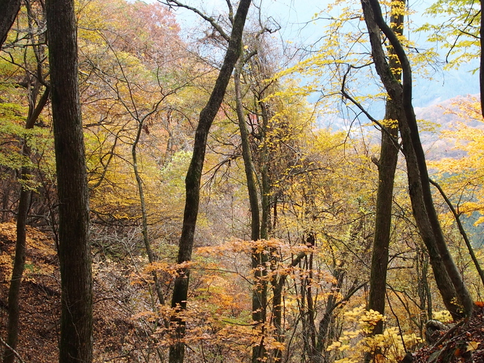 晩秋の雲取山へ　（16）　　下山～紅葉の中を Ⅱ_e0195587_1940182.jpg