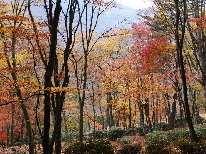 晩秋の雲取山へ　（16）　　下山～紅葉の中を Ⅱ_e0195587_19462712.jpg