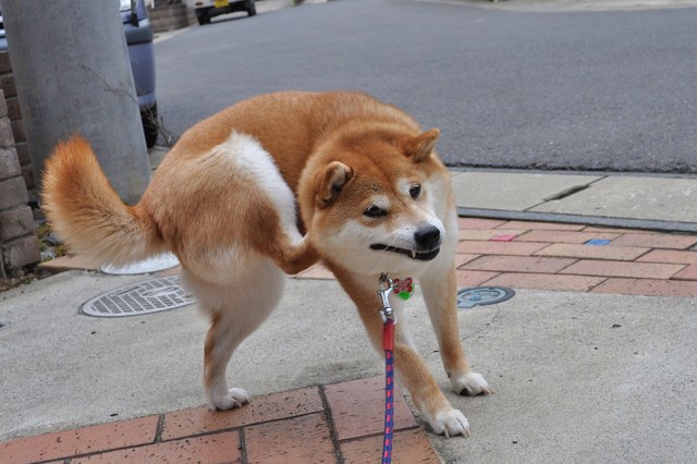 ピッカピカかぼちゃん_a0126590_22502087.jpg