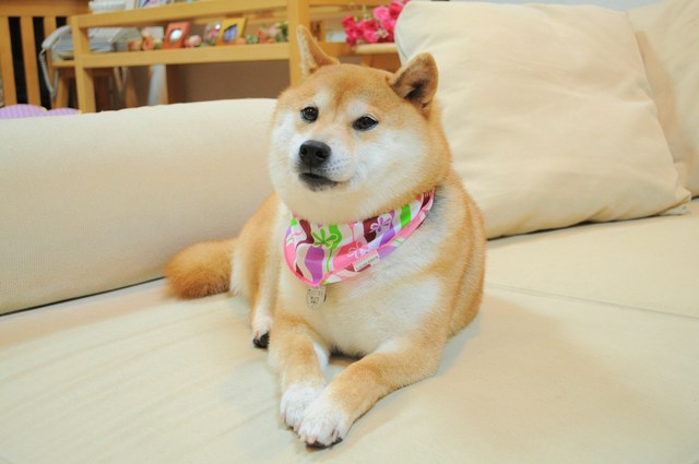 ピッカピカかぼちゃん_a0126590_23715.jpg