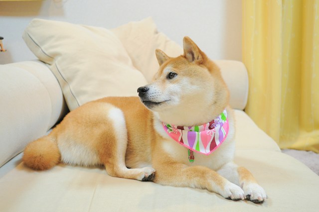 ピッカピカかぼちゃん_a0126590_2382215.jpg