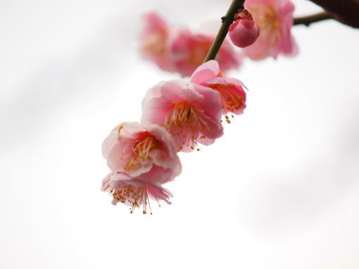 春は桃色桜色♪_a0157892_23224465.jpg