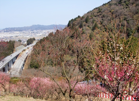 市民の森　梅祭りに行ってきた_f0212993_2205797.jpg