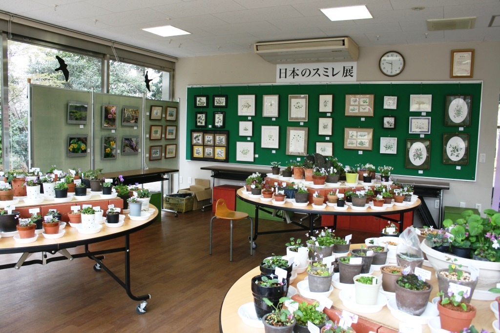 「日本のスミレ展」のご案内_b0049307_1043474.jpg